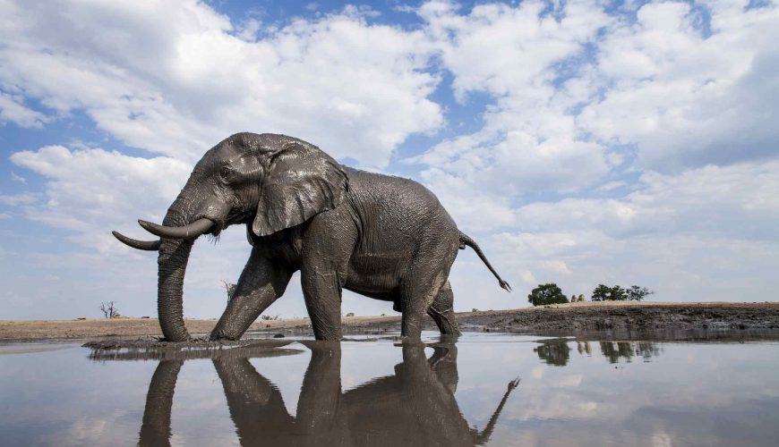 African Bush Elephant - Botswana Tours