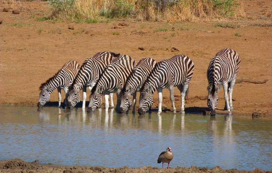 Tour of Senegal & South Africa – 11 Days