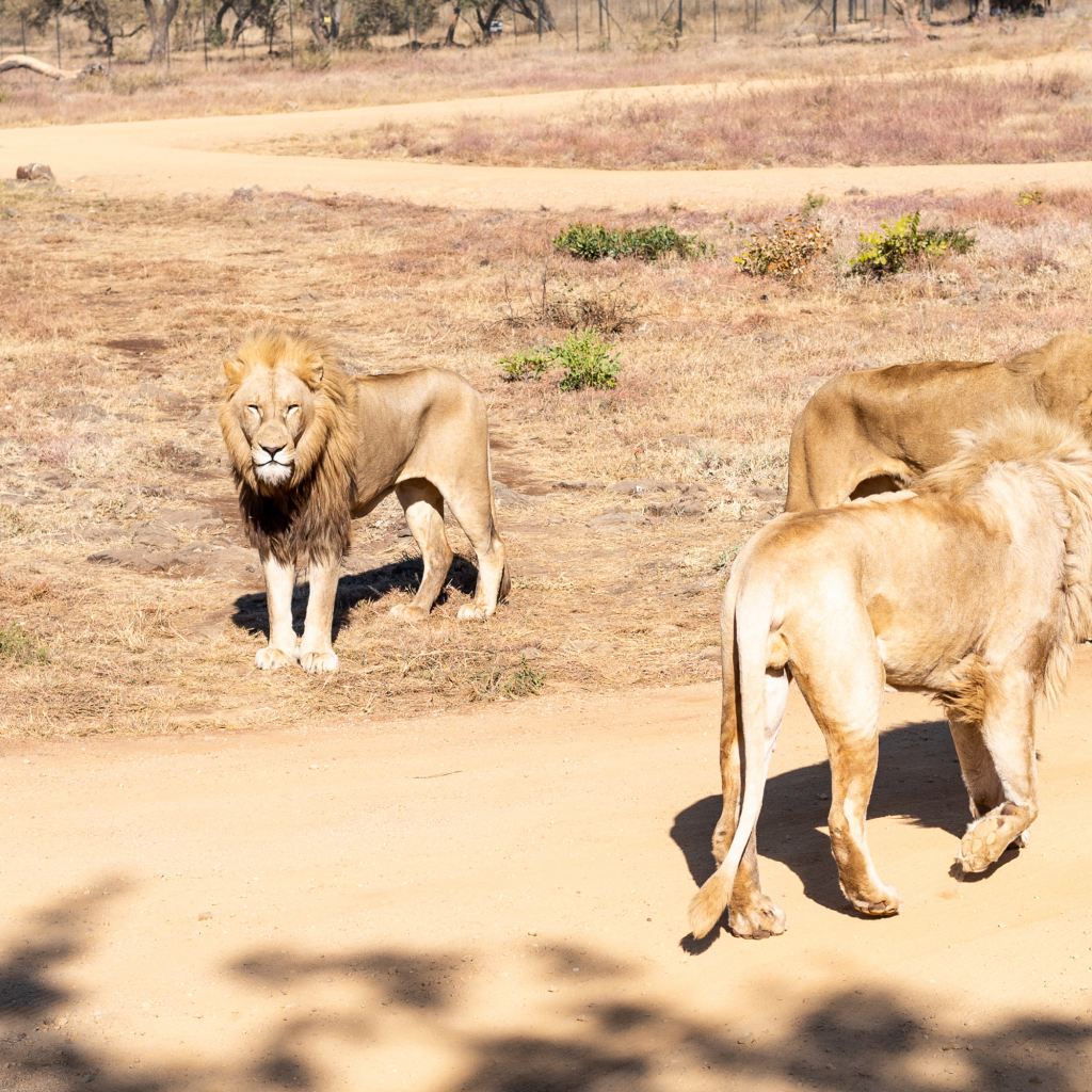 Lion Safari