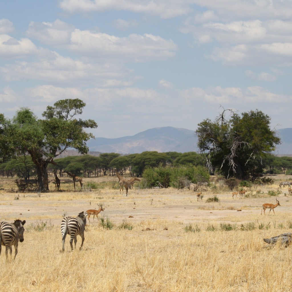 African safari