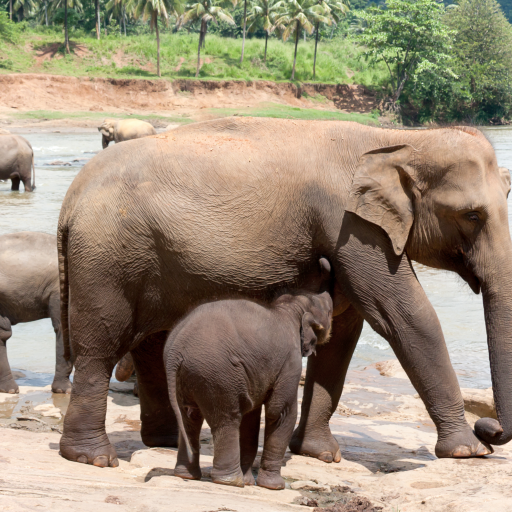 mother elephant with babies