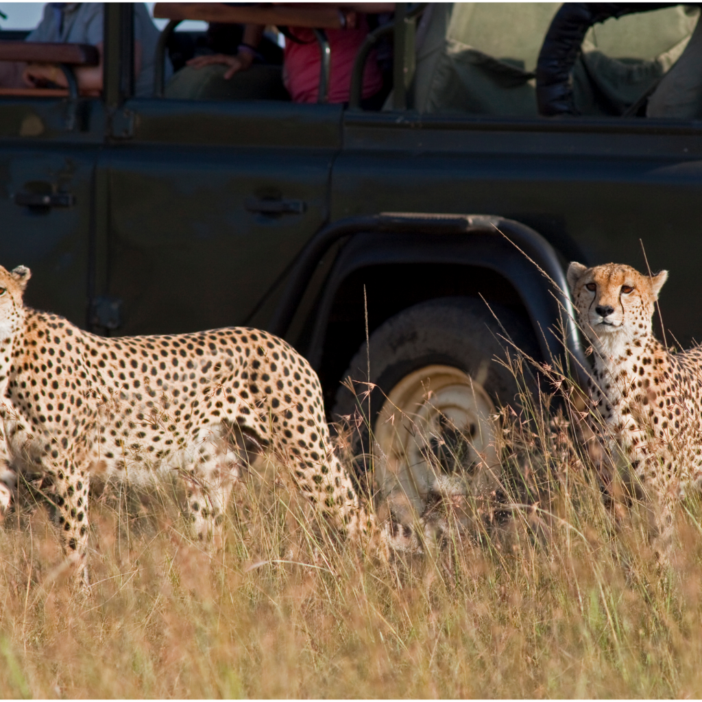 Africa Safari