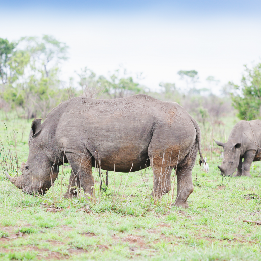 White Rhino in Kruger Park