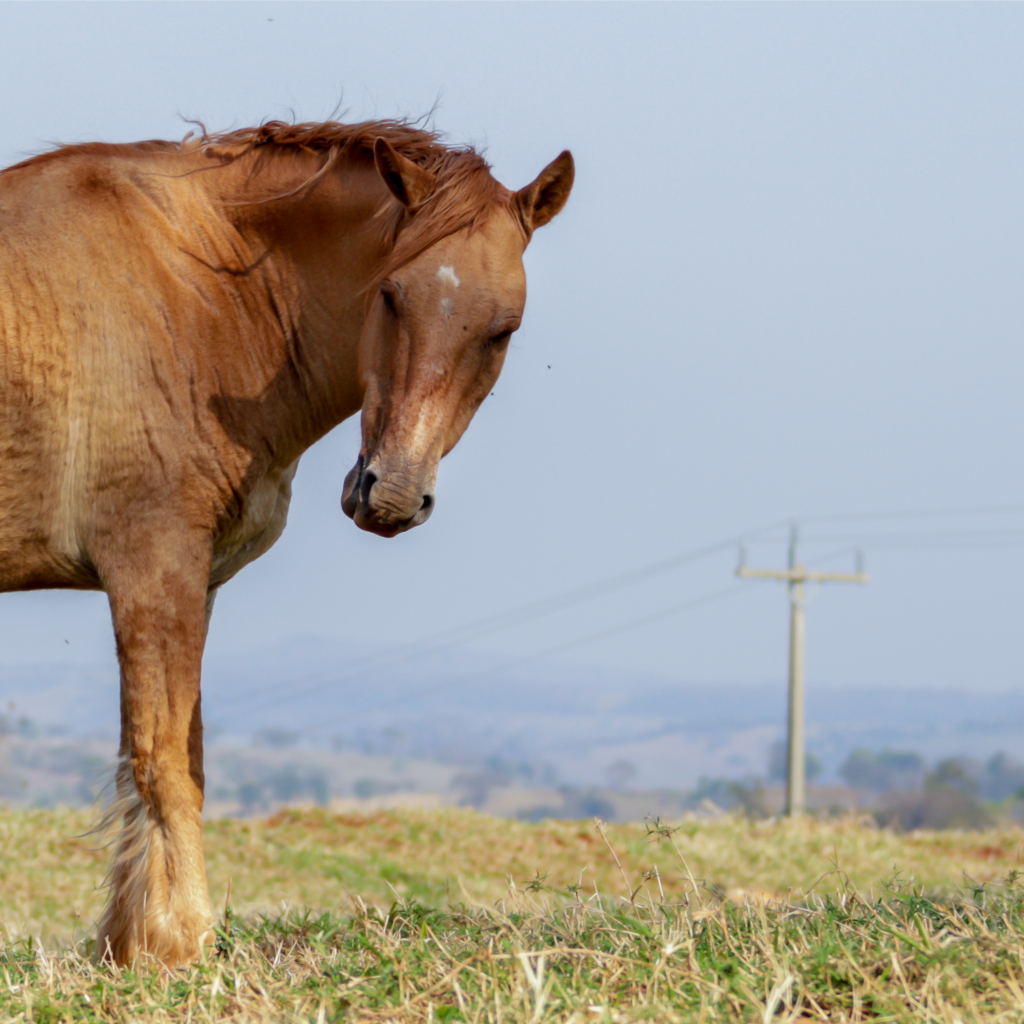 Horse riding Safari