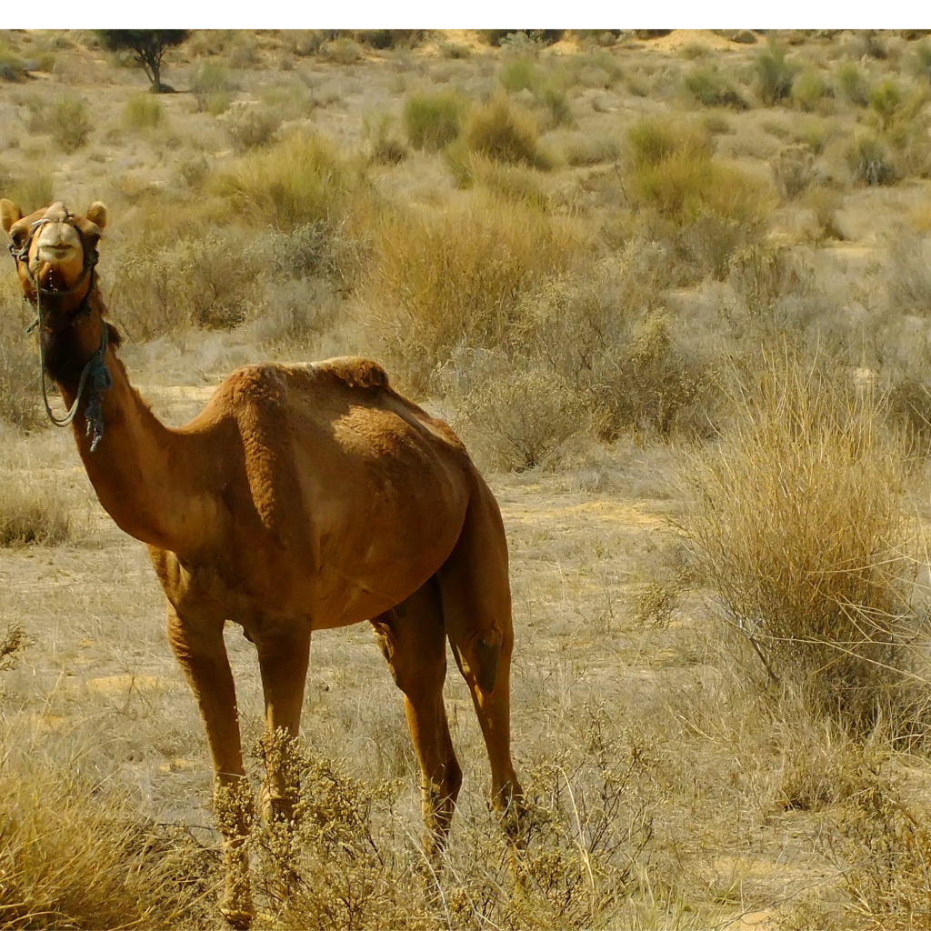 Camel riding