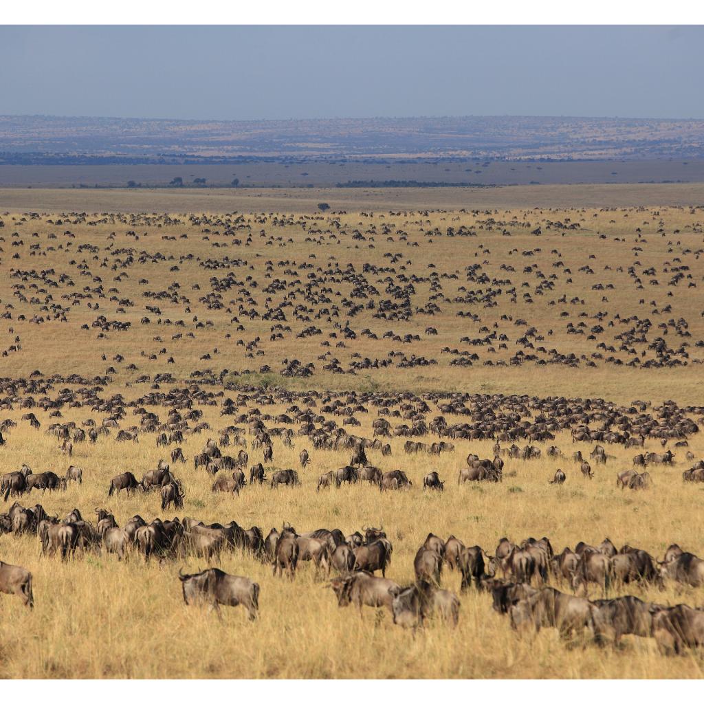 Plains of Mara