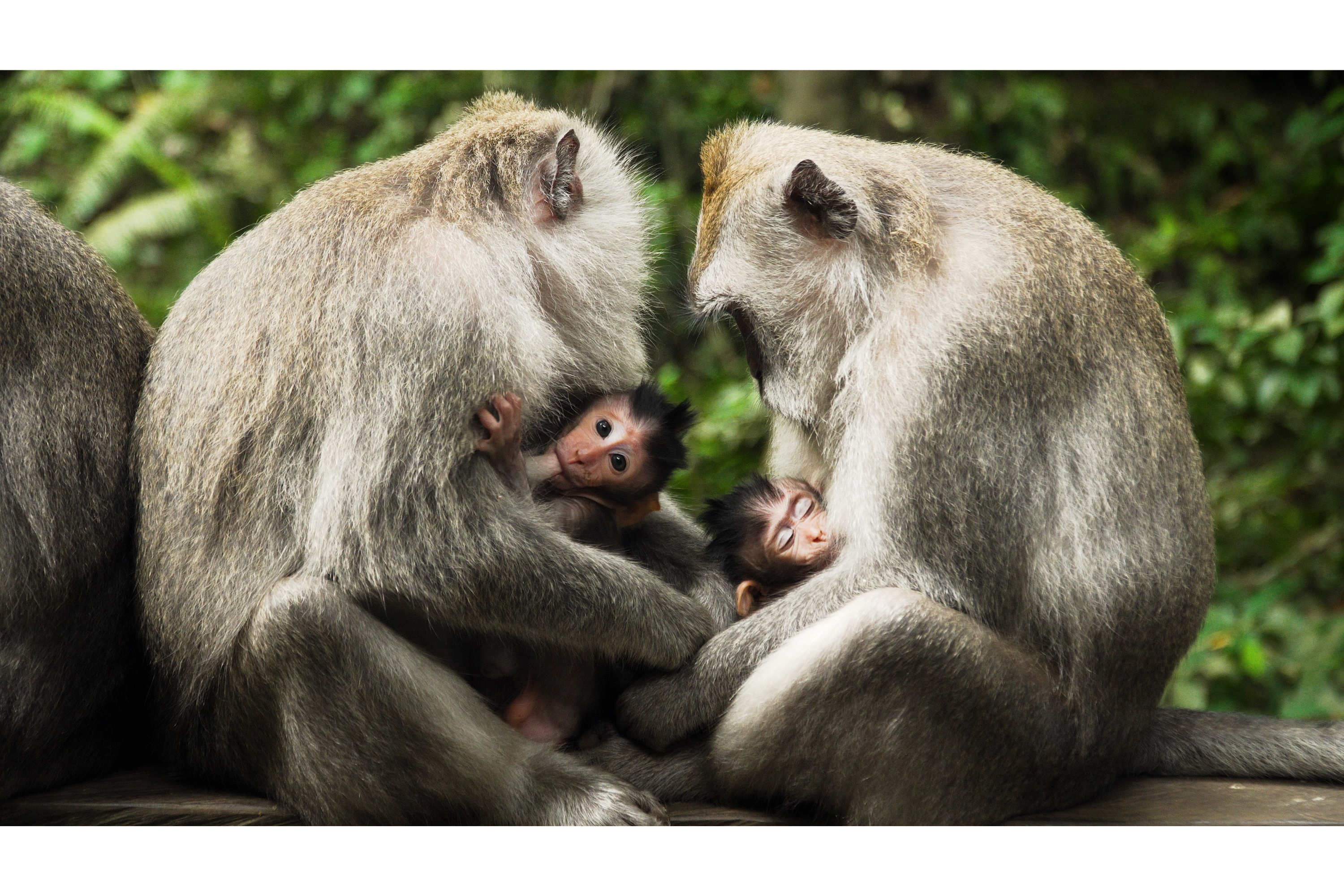 Day 13: Boabeng Fiema Monkey Sanctuary - Techiman ( January 17)