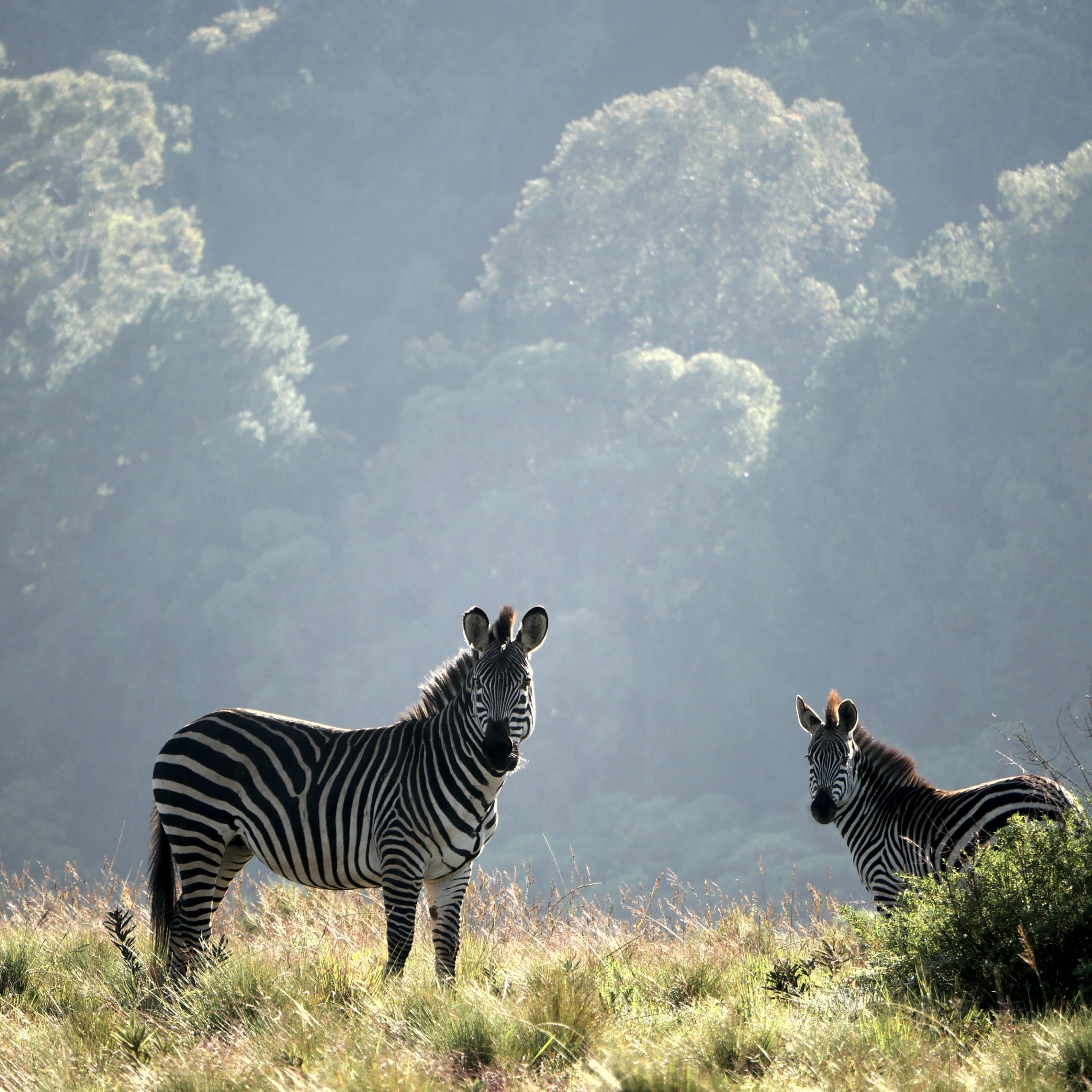 Day 2 Arusha-Tarangire National Park