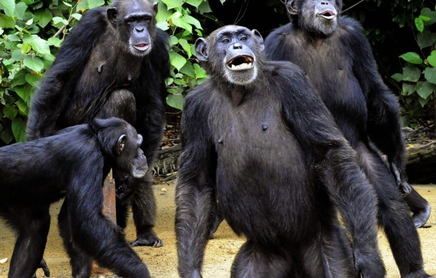 Uganda Gorilla Tracking Safari – 6 Days