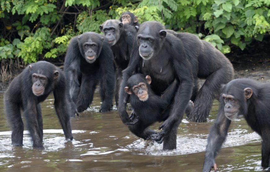 Uganda Gorilla Trekking Safari – 6 Days