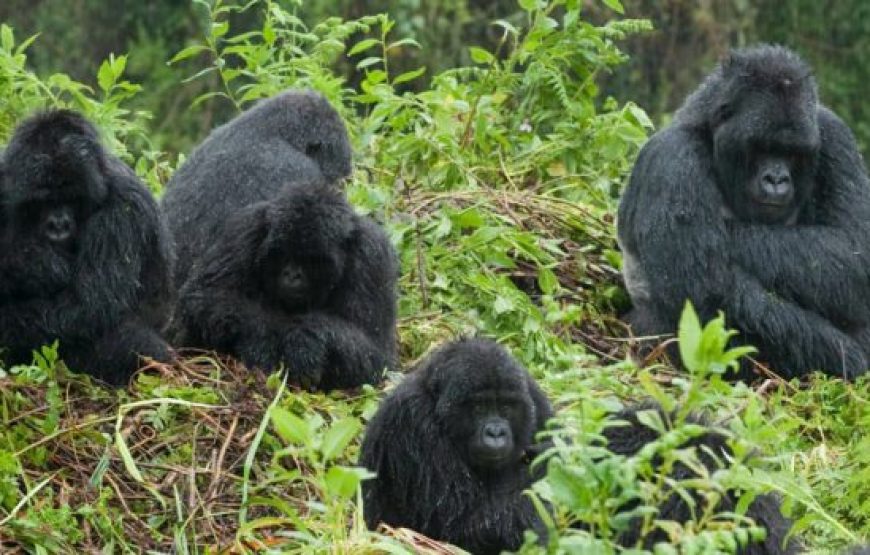 Great Primates Expedition Tour of Rwanda & Uganda – 13 Days