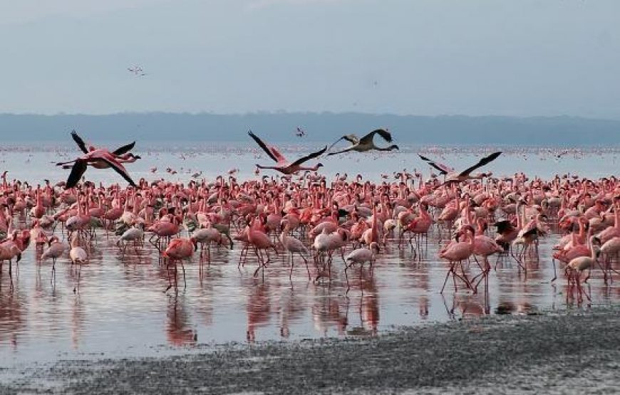 Affordable Tanzania Safari  – 11 Days