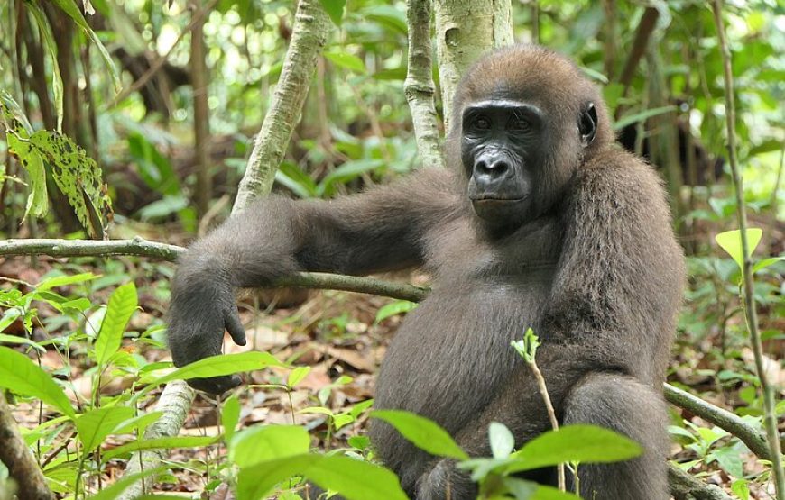Gabon: Gorillas and More – 5 Days
