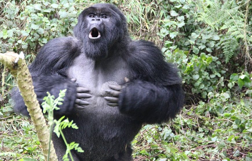 Gabon: Gorillas and More – 5 Days
