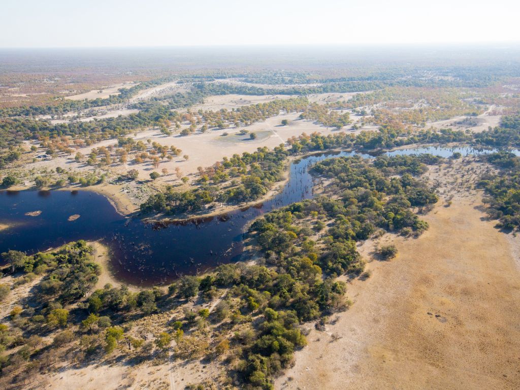 Day 4 Okavango Delta Jacana