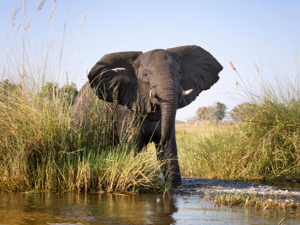 Day 3 Okavango - Kaparota