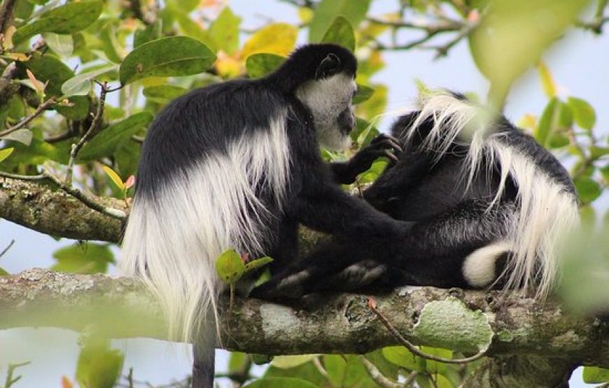 Great Primates Expedition Tour of Rwanda & Uganda – 13 Days