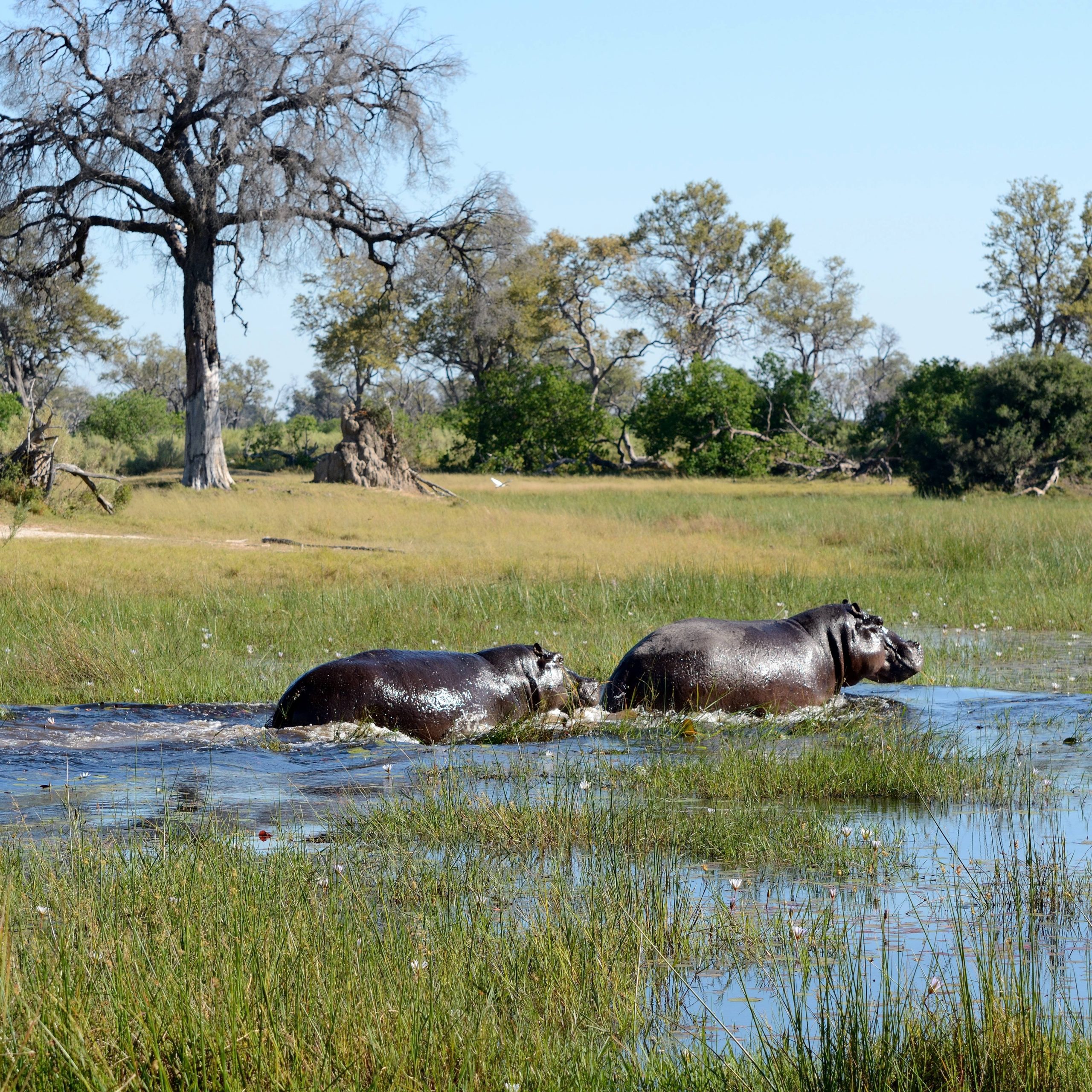 Day 12 Okavango Delta - Maun - Johannesburg