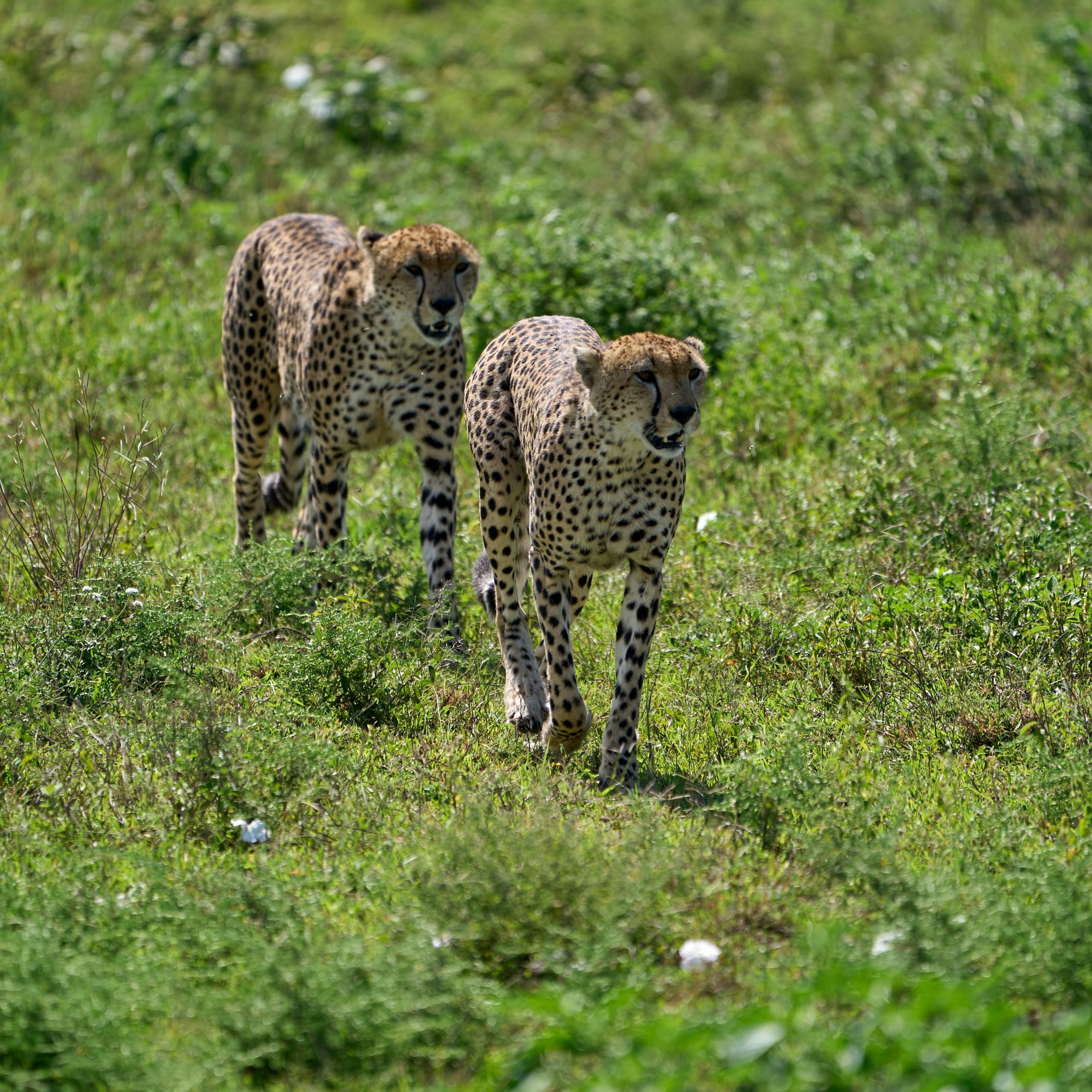 Day 6 : Ngorongoro Conservation Area