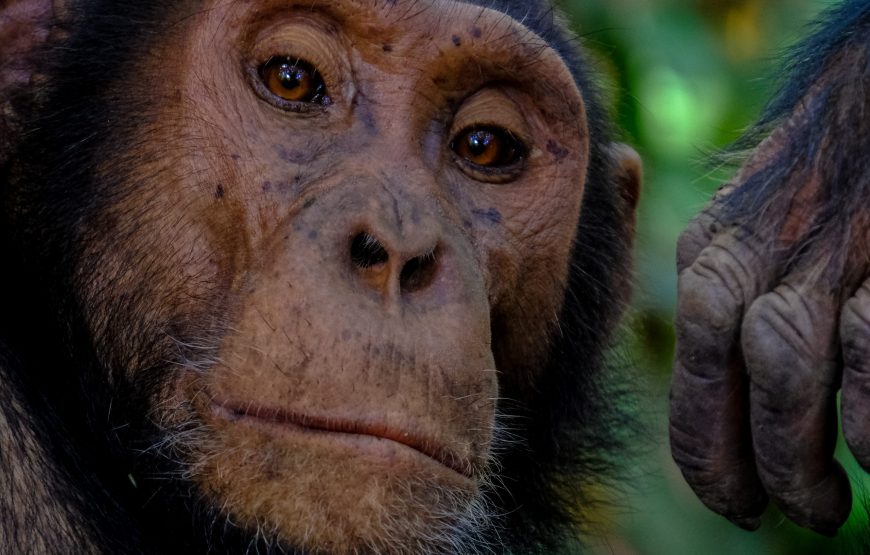 Uganda & Rwanda Gorilla Tracking – 12 Days