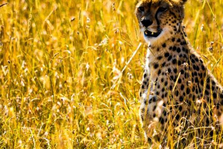 Kenya Big 5 Safari Special, 9 Days