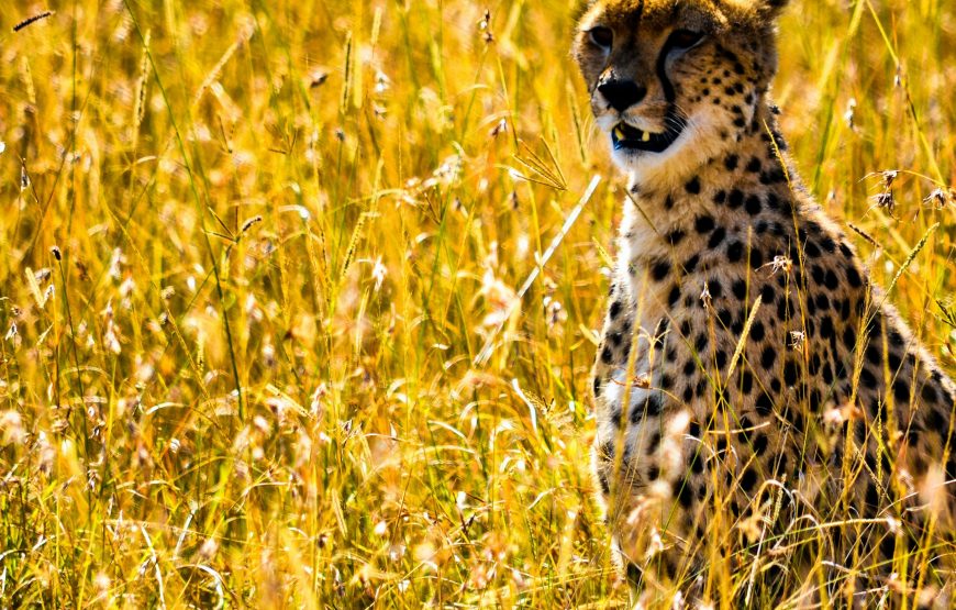 Kenya Big 5 Wildlife Safari – 9 Days