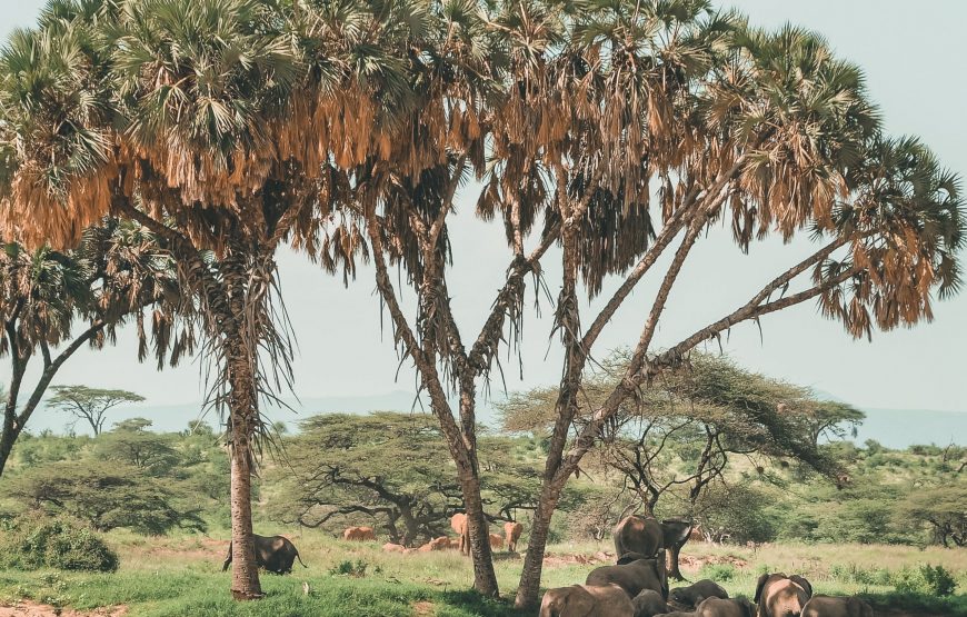 Kenya Classic Safari – 9 Days