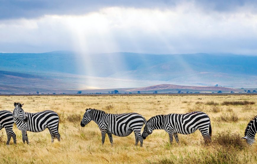 Affordable Tanzania Safari  – 11 Days