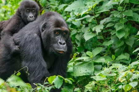 Gabon Gorilla Trekking & Democratic Republic of Congo