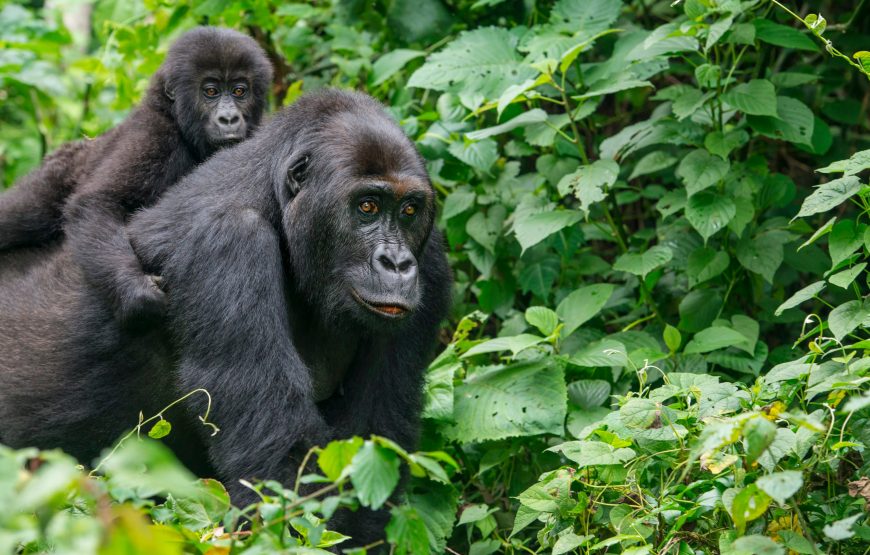 Gabon Gorilla Trekking and Safari – 6 Days