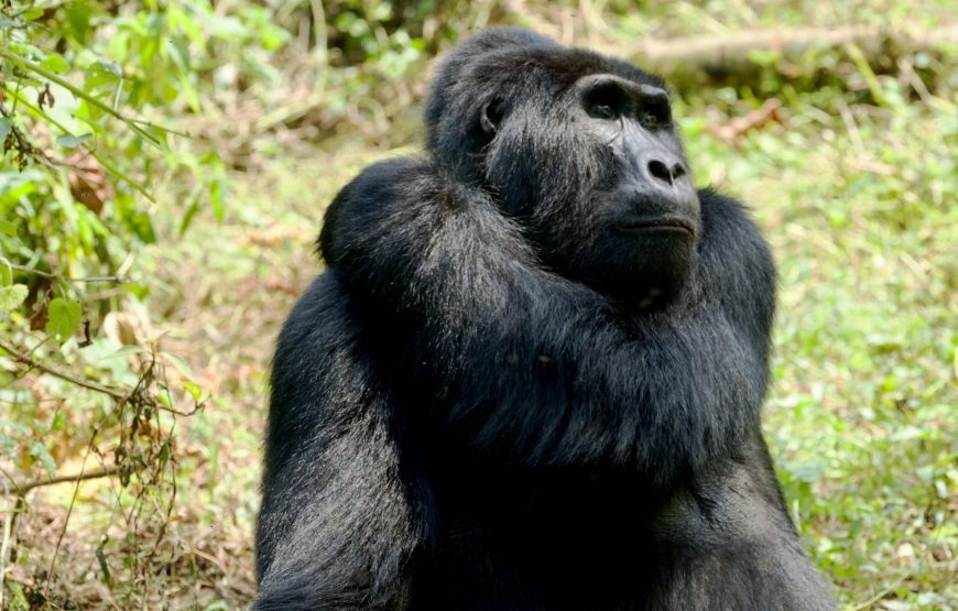 Uganda & Rwanda Gorilla Tracking – 12 Days