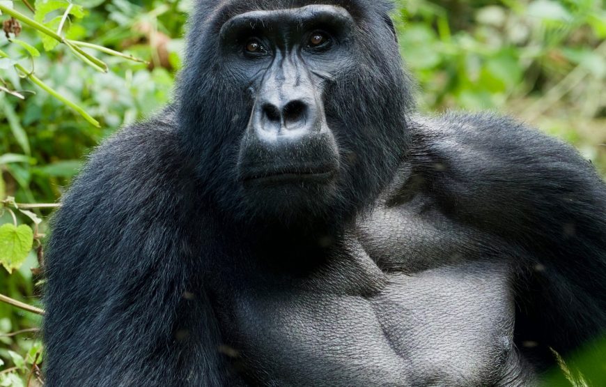 Uganda Gorilla Trekking Safari – 6 Days