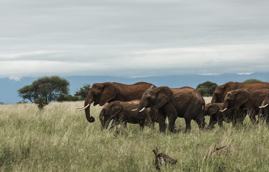 Affordable Tanzania Safari  – 11 Days