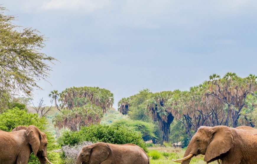 Kenya Classic Safari – 9 Days
