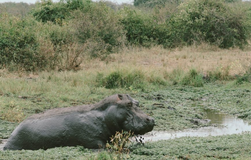 Uganda Safari And Gorilla Tracking – 8 Days