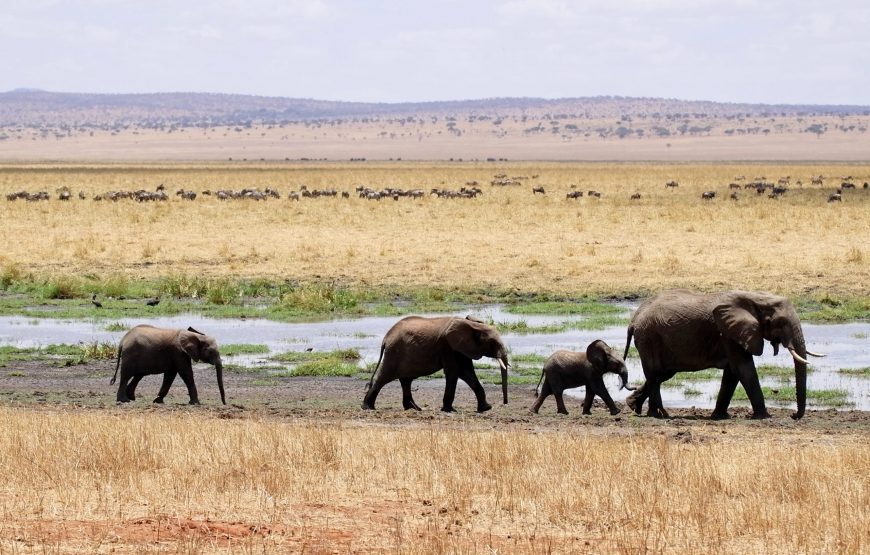Tanzania Safari Adventure –  11  Days