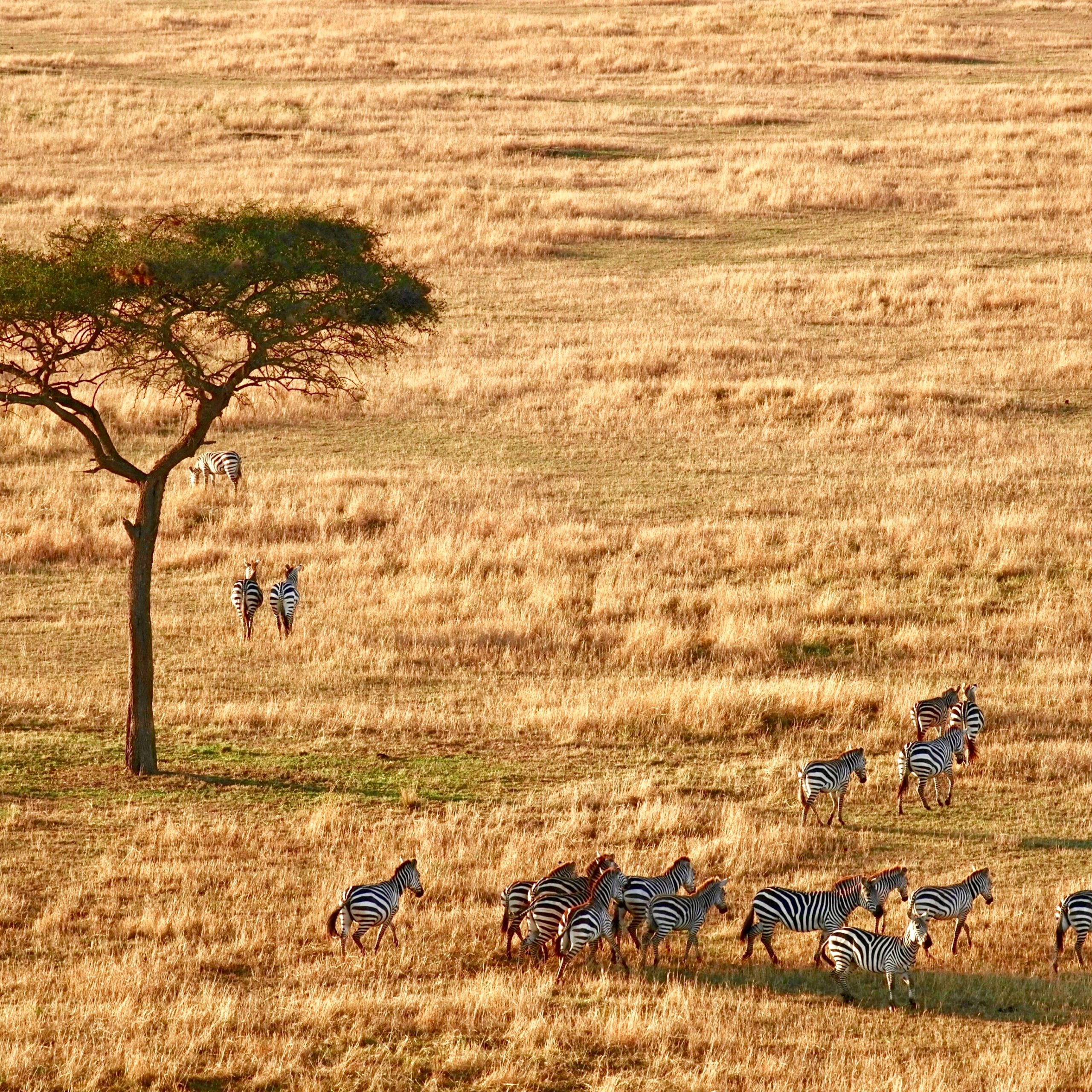 Day 9 Serengeti National Park