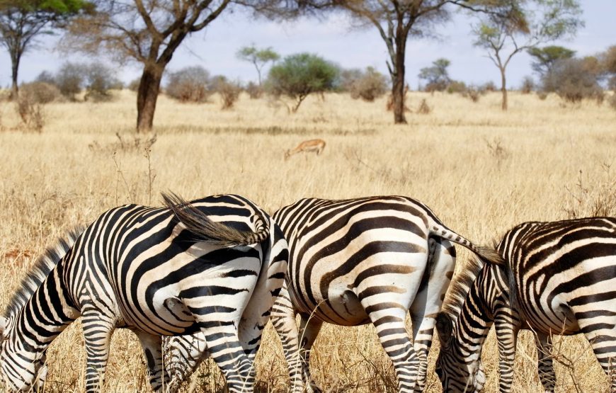 Tanzania Classic Safari – 7 Days