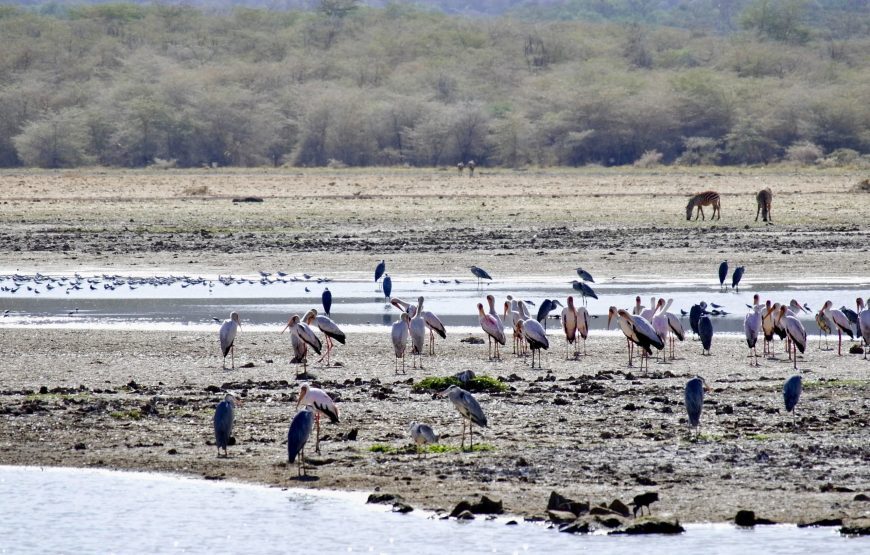 Affordable Tanzania Safari  – 11 Days