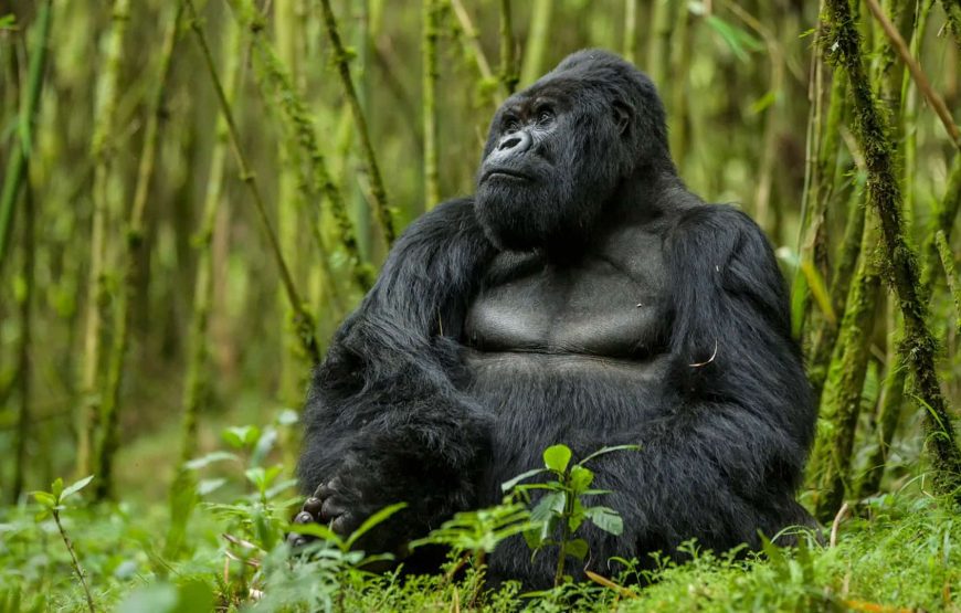 Expedition Rwanda: Gorillas In the Mist – 7 Days