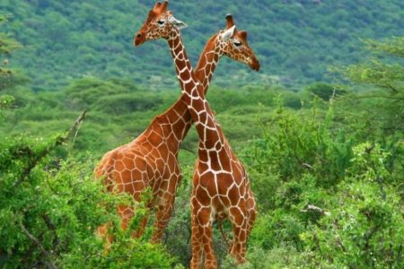 Kenya Classic Safari – 9 Days