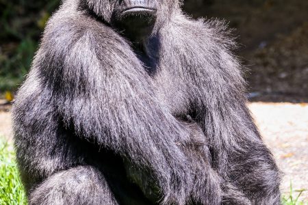 Uganda - Uganda Gorilla trekking Safari