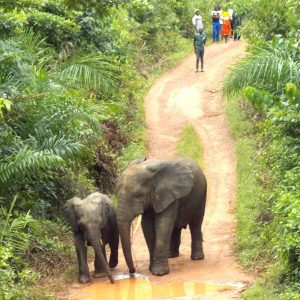 Unexplored West Africa - Continent Tours 