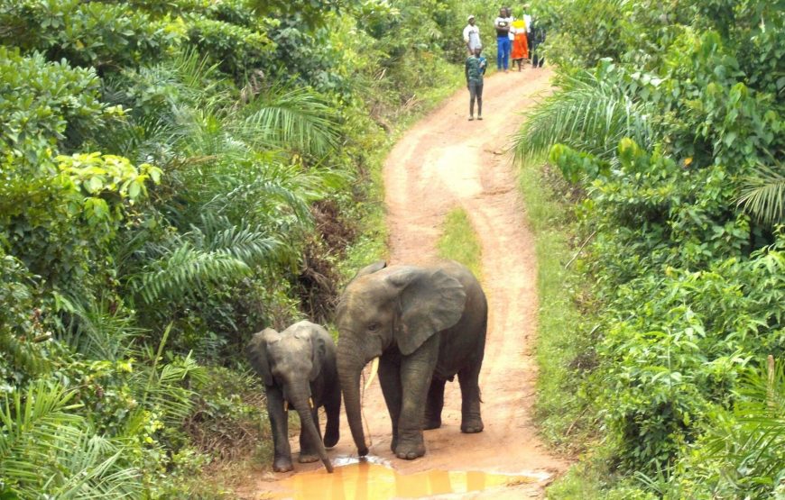 Journey to Loango National Park – 12 Days.