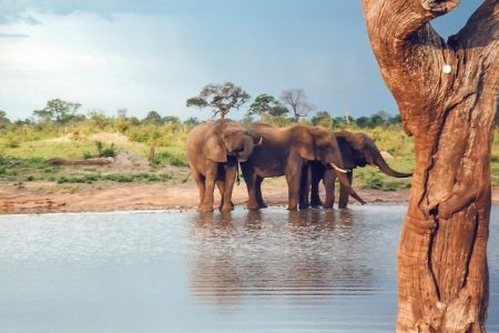 Zimbabwe Safari