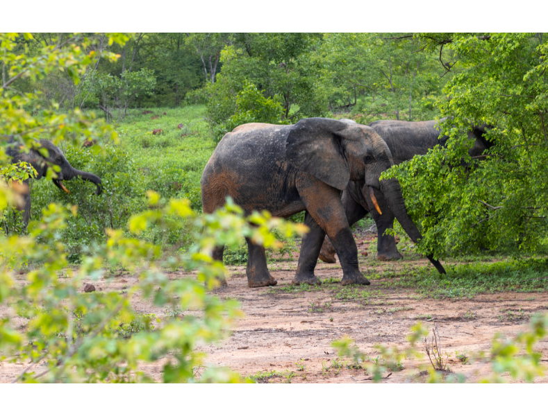 Mole National Park Safari, African Elephant in Ghana