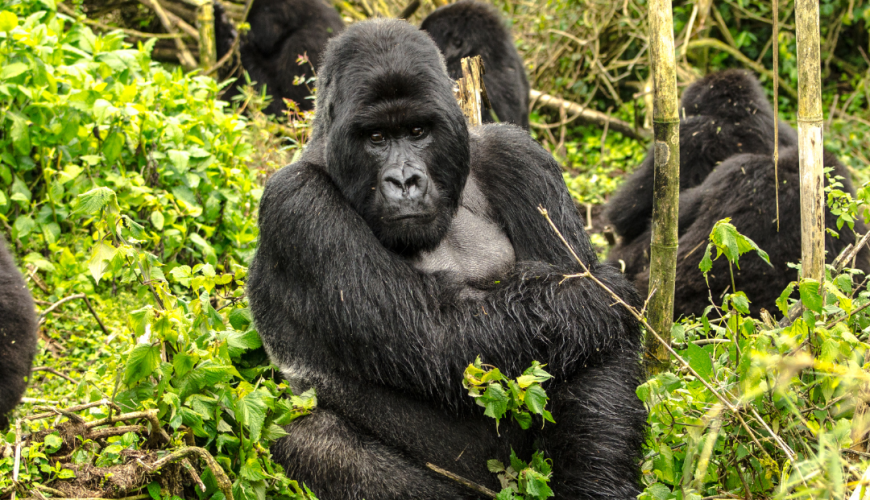 Rwanda - Gorilla