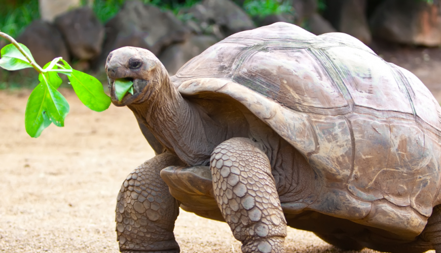 Seychelles - Big Turt