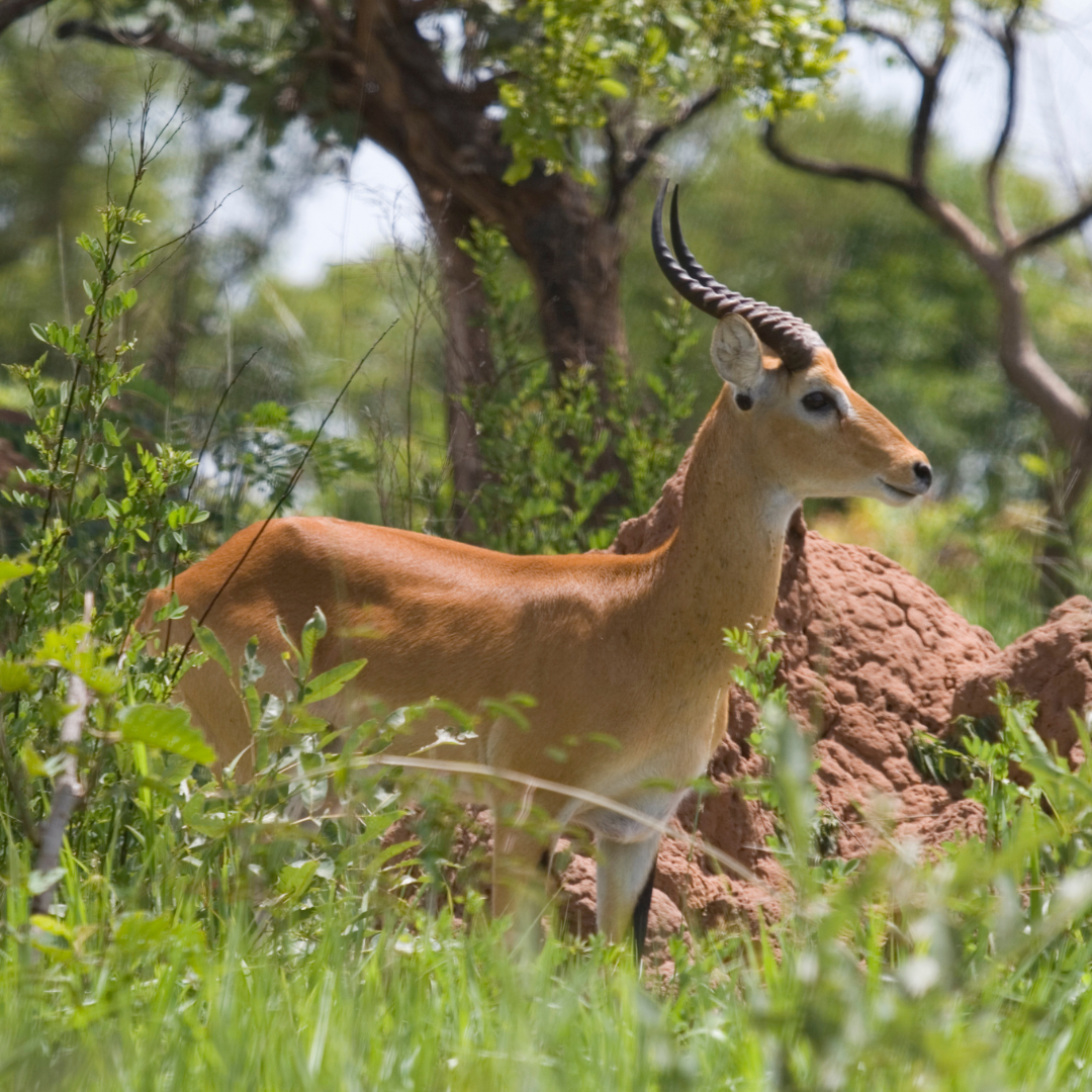 uganda-continent-tours