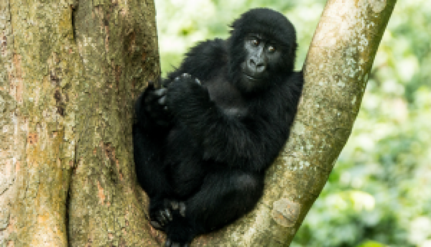 Virunga National park - Mountain Gorilla